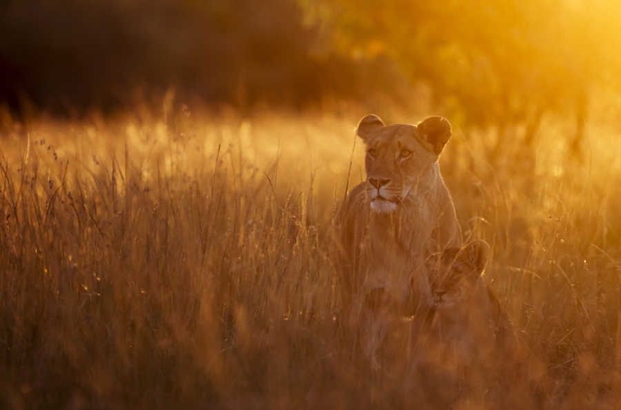 3 Days, 2 Nights Masai Mara Group Joining Safari