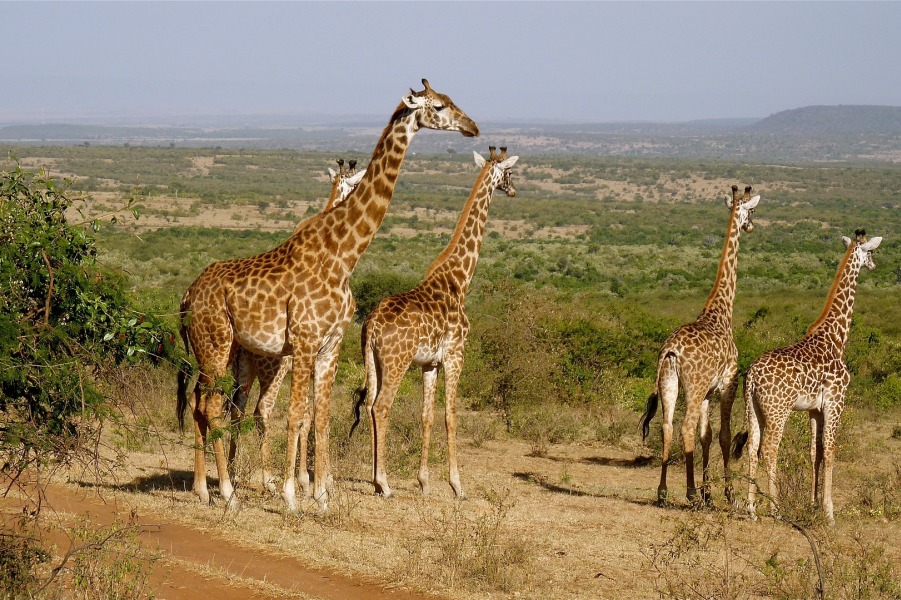 4 Days, 3 Nights Mara Masai Budget Camping Safari