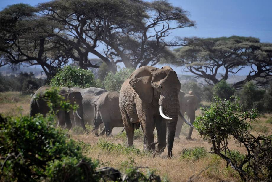 6 Days Masai Mara, Lake Nakuru & Amboseli Group Safari