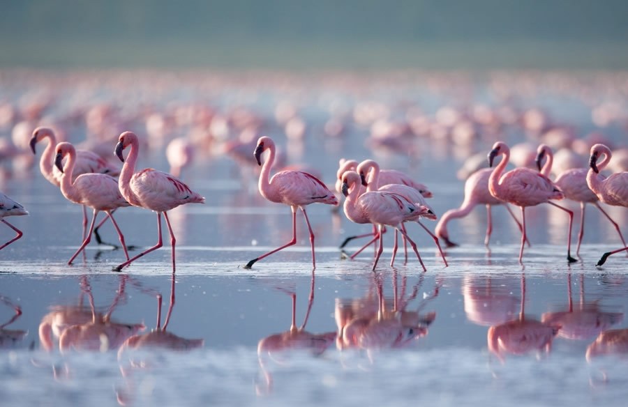 4 Days Masai Mara & Lake Nakuru Group 4x4 Safari