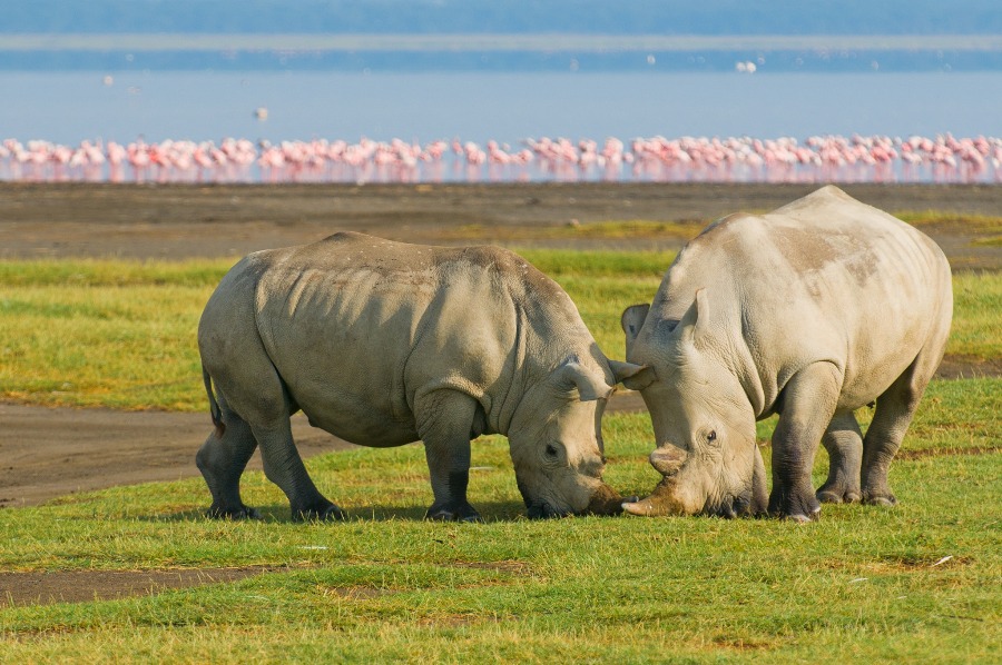 7 Days Kenya Big Five Group Safari: Masai Mara, Lake Naivasha, Nakuru & Amboseli