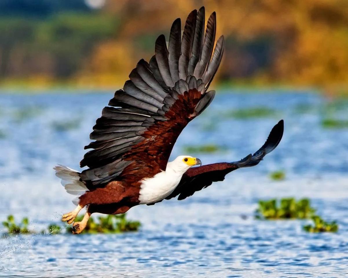 Lake Naivasha