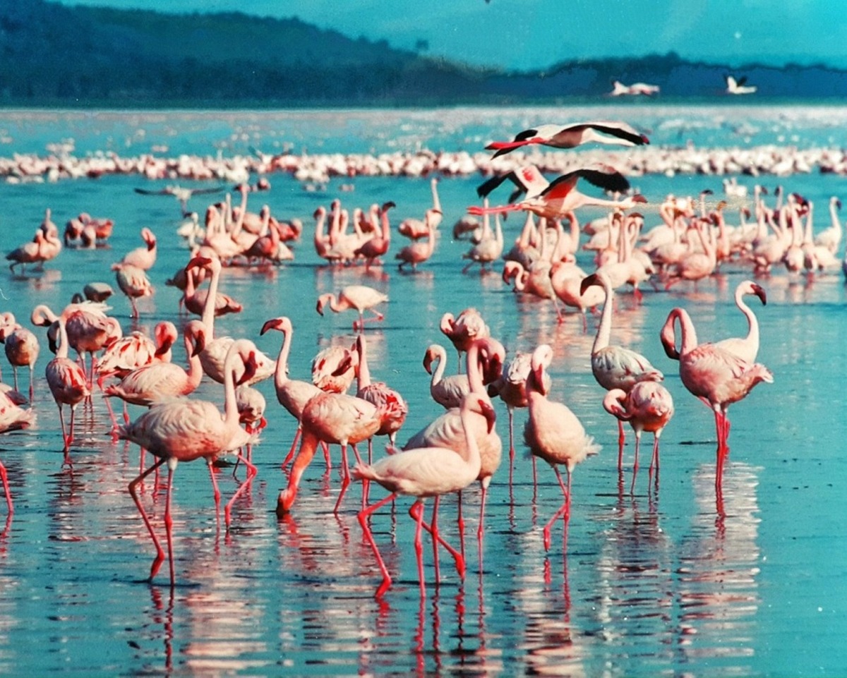 Lake Nakuru