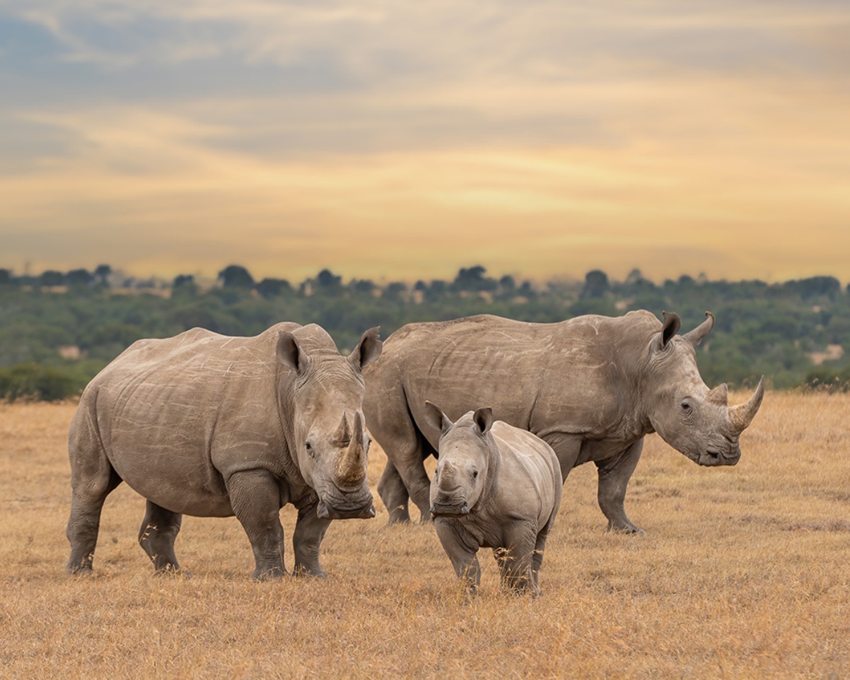 6 Days Ol Pejeta, Lake Naivasha & Masai Mara Lodge Safari