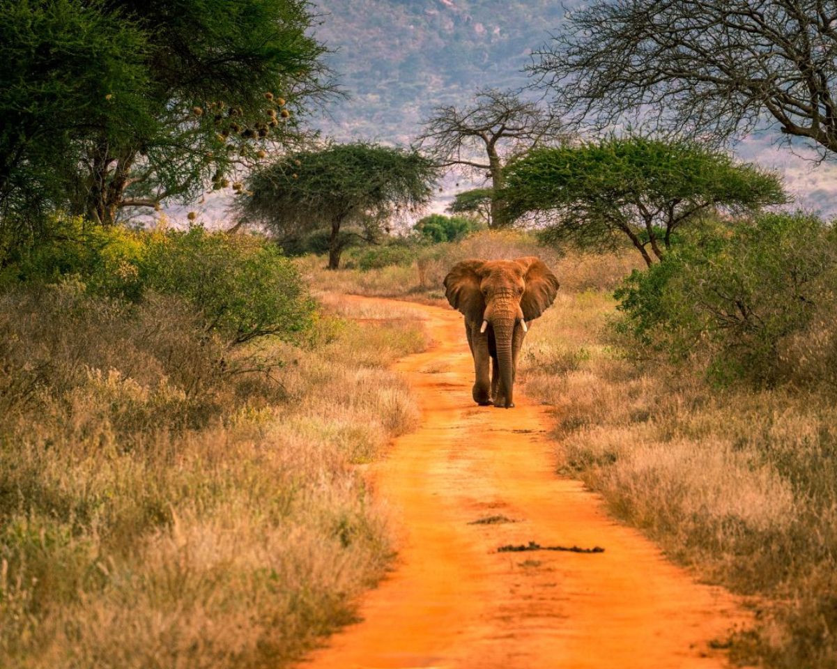 Tsavo