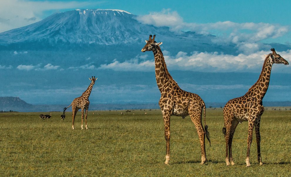 7 Days Kenya Camping Safari: Masai Mara, Lake Nakuru & Amboseli