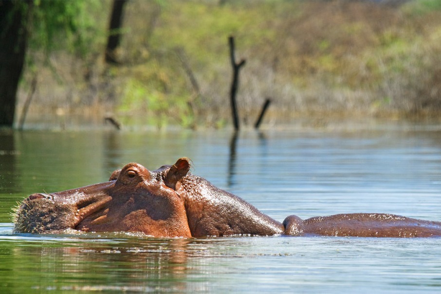 6 Days Masai Mara & Lake Nakuru, Bogoria & Baringo Lodge Safari