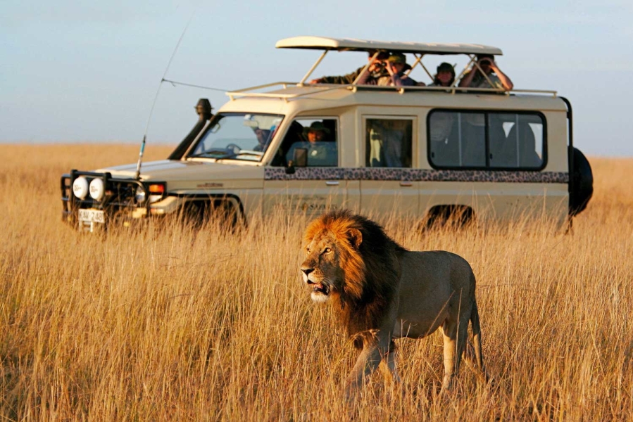10 Days Amboseli, Lake Naivasha, Ol Pejeta, Nakuru & Masai Mara Lodge Safari