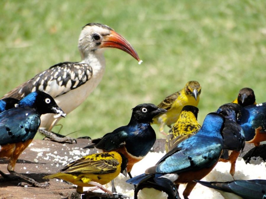 3 Days Bird Watching Safari to Nairobi National park & Lake Naivasha