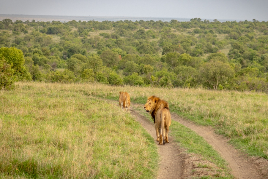 8 Days Masai Mara, Nakuru, Naivasha, Ol Pejeta & Amboseli Lodge Safari