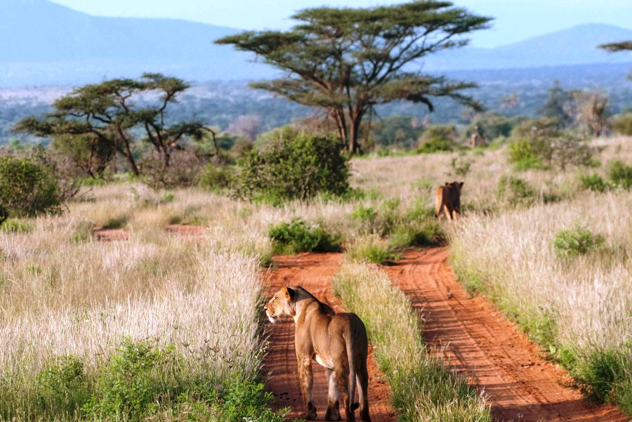 3 Days, 2 Nights Samburu Budget Camping Safari
