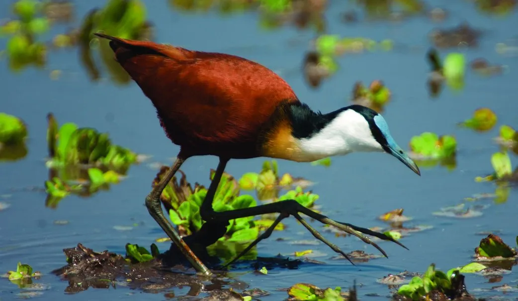 7 Days Kenya Bird Watching Trip: Lake Baringo, Kakamega Forest, Lake Nakuru & Naivasha