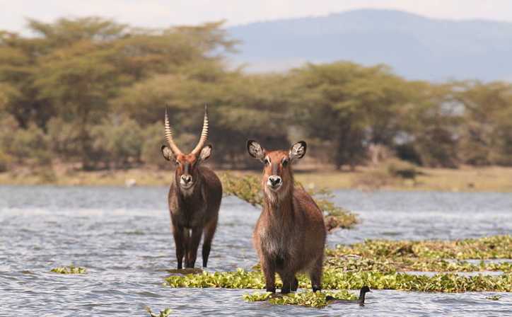 5 Days Lake Nakuru, Naivasha & Masai Mara Lodge Safari