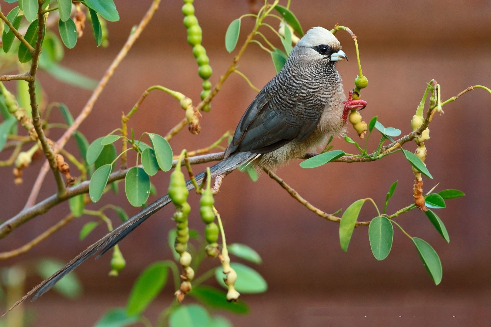 14 Days, 13 Nights Kenya Bird Watching Safari